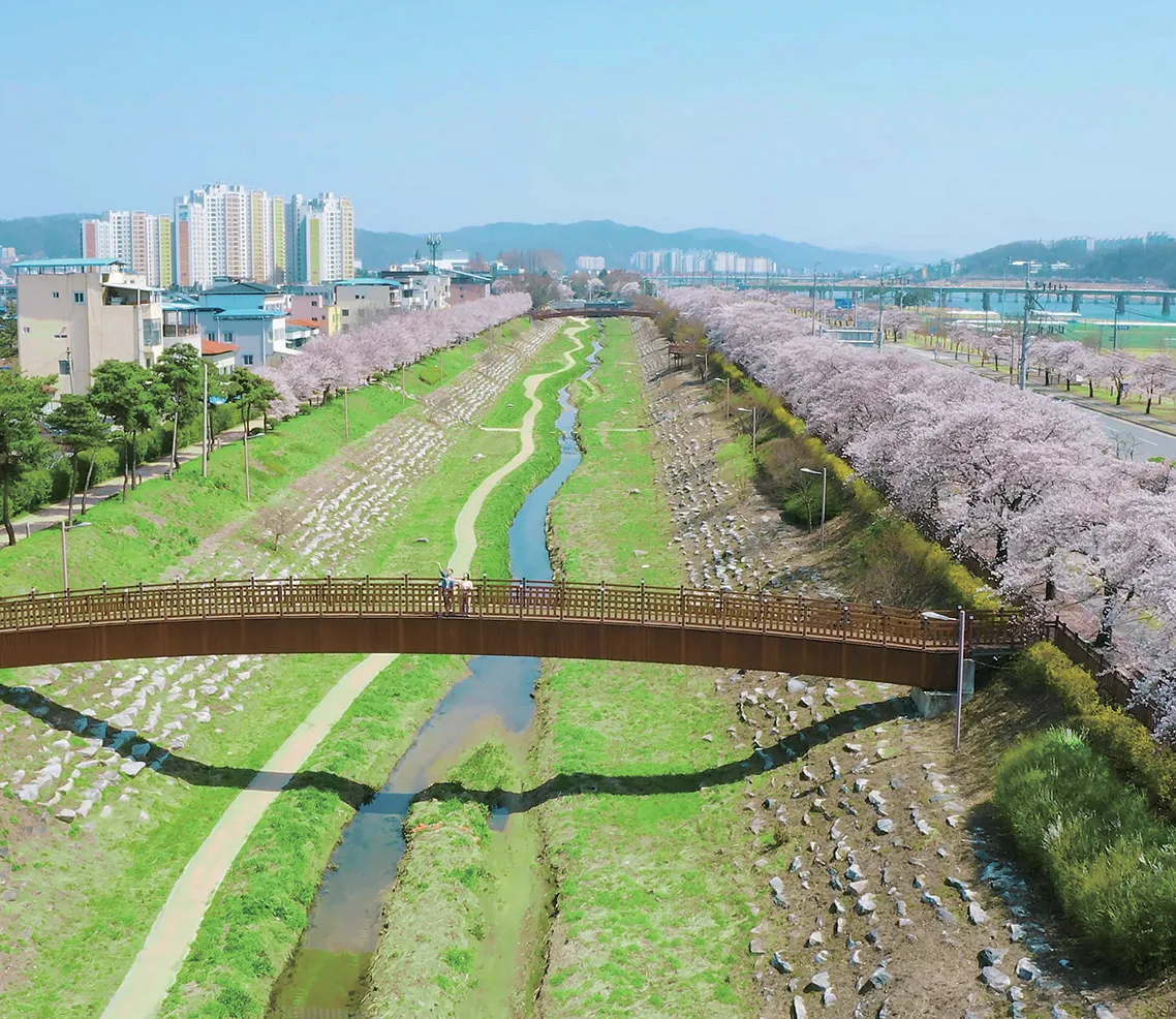 안동 벚꽃 명소로 손꼽히는 월영교에서 천리천을 잇는 산책로. 오른쪽 낙동강 건너가 영호루 (안동시 제공)